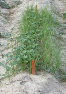 Thumbnail image for Management of Yellow Nutsedge in Sweetpotato